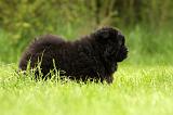 CHOW CHOW 541